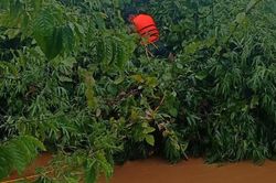 Giải cứu hai người mắc kẹt trên cây điều giữa dòng nước lũ chảy xiết