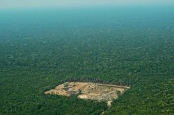 Diện tích rừng già Amazon bị chặt phá tại Brazil tăng 278%