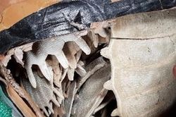 Hải Phòng: Bắt giữ lô hàng mai Rùa quý hiếm