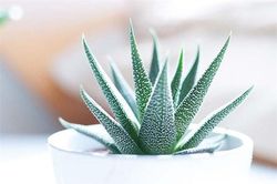 Loại cây trồng tốt nhất cho từng căn phòng trong nhà bạn