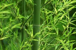 Trước nhà mà trồng 5 loại cây phong thủy này, lộc ào về như thác lũ