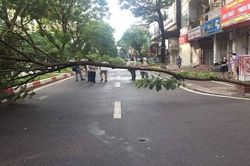 Người đàn ông bất ngờ bị cây đổ đè tử vong