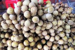 Loại quả xấu xí dần mất tích, dân sành ăn săn lùng khắp nơi