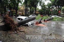 Để tai nạn do cây đổ không còn là nỗi lo rình rập trên đường phố Thủ đô