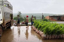 Đak Đoa: Nỗ lực thu hồi đất lấn chiếm để trồng rừng
