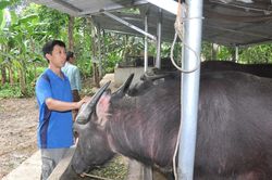 Tỷ phú nuôi trâu miền sơn cước