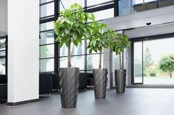7 loại cây cảnh giúp môi trường làm việc hiệu quả hơn