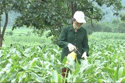 Nhiều diện tích ngô bị sâu keo gây hại