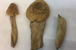 Kinh hoàng ảo giác nấm 'ma thuật'