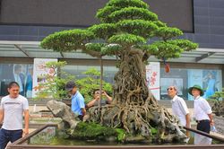 Bí mật chưa từng 'khui' từ những cây bonsai đắt đỏ của đại gia Việt