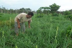 Trang trại hoa huệ của 'triệu phú' từng giam mình đáy giếng để cai nghiện
