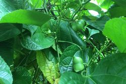 Dân Tây Nguyên vỡ mộng với 'vua của các loại hạt'