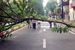 Cây phượng đổ làm chết người ở Hà Nội: Nỗi lo nơm nớp mùa mưa bão