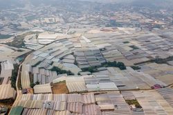 Nhà kính phủ trắng đồi khiến Đà Lạt thành sông