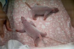 Gấu trúc sinh đôi 'cực kỳ hiếm gặp' tại vườn thú Bỉ