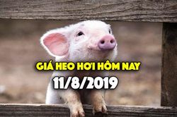 Giá heo hơi ngày 11/8: Giá heo miền Bắc tiếp tục tăng cao