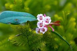 Bạch Mã mùa hoa khoe sắc