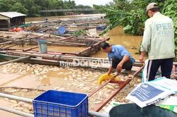 Mưa lũ, hàng ngàn tấn cá bè bị thiệt hại