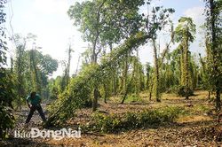 Nông dân lo dịch bệnh tấn công cây trồng