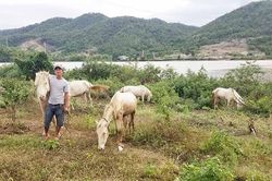 Trang trại ngựa bạch trên vùng 'chảo lửa'