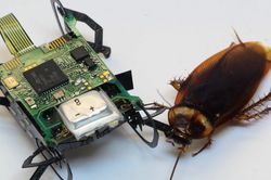 Robot gián với khả năng sinh tồn tuyệt vời