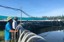Nuôi tôm siêu thâm canh bể tròn nổi 'có một không hai' ở xứ Nghệ