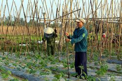 Nghệ An dự kiến gieo trồng gần 37.800 ha cây trồng vụ đông