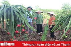 Nỗ lực giúp hội viên phụ nữ huyện Như Xuân phát triển kinh tế