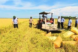 Hải Lăng: Năng suất lúa vụ Hè thu năm 2019 ước đạt hơn 60 tạ/ha
