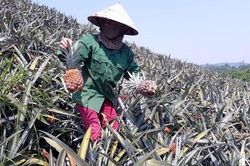 Lãng phí tài nguyên đất ở các nông, lâm trường - Kỳ I: Quản lý theo kiểu 'phát canh, thu tô'