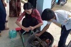 Trăn 3m 'làm loạn' lớp học, cô giáo tức mình bắt sống bằng tay không