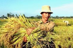 Doanh thu bảo hiểm cho các loại cây trồng, vật nuôi đạt 400 tỷ đồng