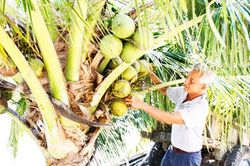 Tập huấn hoàn thiện quy trình canh tác và bảo quản dừa xiêm xanh