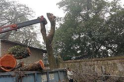 Sắp mở lại phiên đấu giá lô gỗ sưa 'trăm tỷ' ở Hà Nội