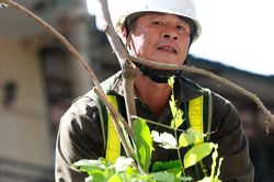 Công nhân cắt tỉa cây xanh dưới trời nắng nóng 38 độ