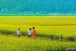 Ngắm đồng quê mơ mộng niềm vui ngày hè của tuổi thơ