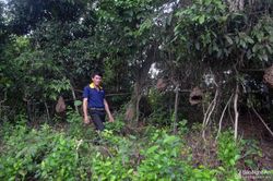 Ông nông dân người Thái liều lĩnh sống cùng 200 tổ ong 'hung thần'