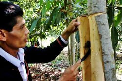 Người Dao đất Văn Yên đưa cây 'vàng xanh' xuất ngoại