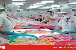 Ngành cá tra vẫn chưa giải quyết được những bất cập