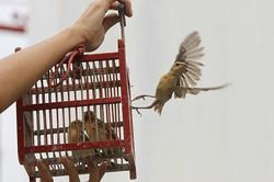 8 sai lầm buộc phải tránh khi phóng sinh mùa Vu Lan