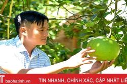 Nông dân xã biên giới Hương Sơn 'hái bộn tiền' nhờ bưởi hồng Quang Tiến