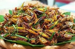 Xuýt xoa ăn đặc sản 'tôm bay' của người Tày Vĩnh Yên, đúng mùa gặt mới chuẩn vị