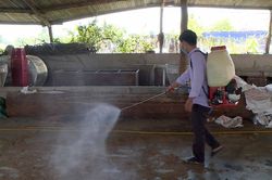 Ayun Pa: 100% xã, phường công bố dịch tả heo Châu Phi