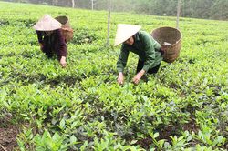 Yên Lập hướng đến sản xuất nông nghiệp hàng hóa