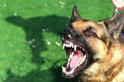 Hà Nội: Bé gái 2 tuổi bị chó cắn rách đầu