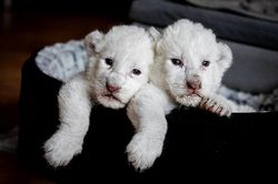 Ngẩn ngơ ngắm sư tử trắng cực quý hiếm vừa chào đời
