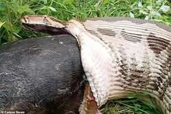 Chết cười trăn khổng lồ buộc phải 'nôn ọe' chó lớn vừa ăn