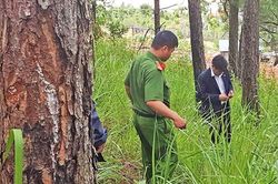 Choáng với 'chiêu' đầu độc 76 cây thông trong dự án du lịch để chiếm đất