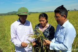 Nghệ An: Nhiều diện tích lúa hè thu lép hạt, mất trắng hoàn toàn