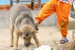 Thêm một trẻ nhỏ 2 tuổi bị chó nuôi tấn công